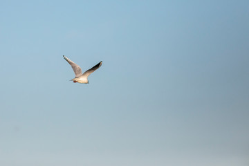 Gaviota reidora​ (Chroicocephalus ridibundus volando en una playa