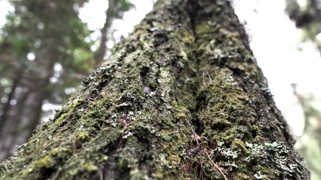 Close up of an old tree trunk covered by green moss on forest and cloudy sky background. Stock footage. Bottom view of the wooden trunk texture.