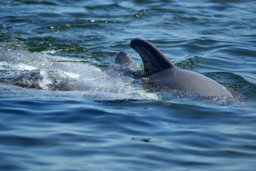 Two dolphins playing in the water