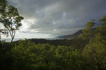 Obraz premium Forêt tropicale de la côte australienne, vue sur la canopée.