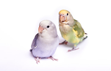 Agarponi chick