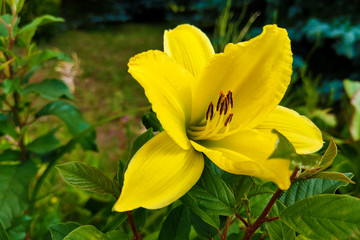 Yellow Lily Flowers in the Garden, nature.