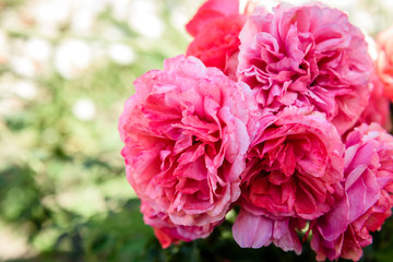  Pink roses growing in garden.