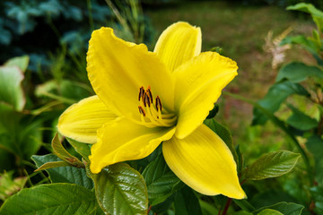 Yellow Lily Flowers in the Garden, nature.