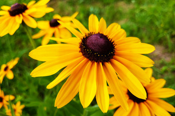 A Black-eyed Susan Rudbeckia hirta flower in the midst of a flower bed.