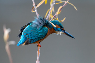 Eisvogel