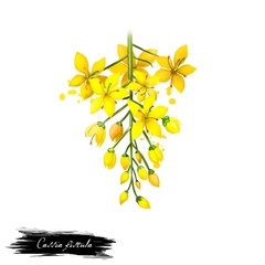 Amaltas - Cassia fistula ayurvedic herb, flower. digital art illustration with text isolated on white. Healthy organic spa plant widely used in treatment, for preparation medicines for natural usages