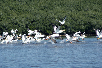 A flock of pelicans taking to flight