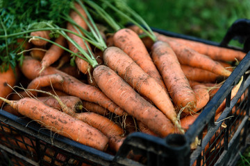 Harvesting carrots. Fresh carrot in black box.