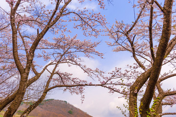 宮城県北部　薬莱山の桜
