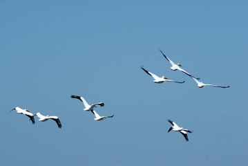 A flock of pelicans flying