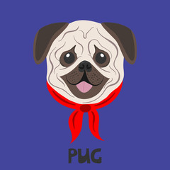 Dog face on a colored background. Pug breed. Flat picture. Illustration in the style of pop art.