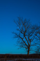 Fototapeta na wymiar Leafless trees without leaves in winter. Against the background of blue sky. White moon