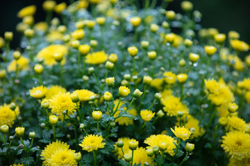Blooming yellow chrysanthemums in the garden. Natural background