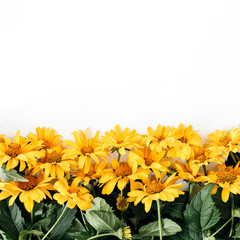 Floral composition with yellow daisy flowers pattern texture on yellow background. Flatlay, top view.