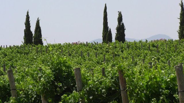 Plantaci&oacute;n de uvas