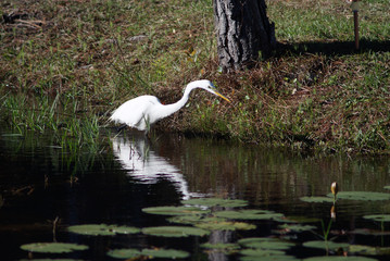 Obraz premium An egret looking for food