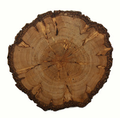 cross section of wood