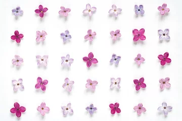 Foto op Plexiglas Rijen van vele kleine paarse en roze lila bloemen op witte achtergrond © natagolubnycha