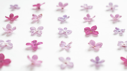 Rows of many small purple and pink lilac flowers on white background