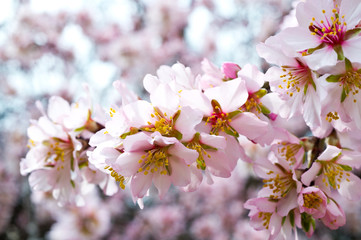 Blossoming almond tree branches, the background blurred.