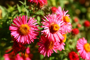 Flowers in garden