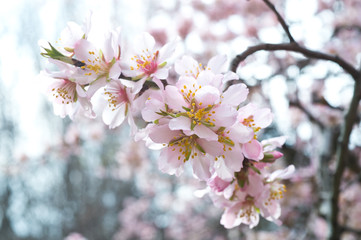 Blossoming almond tree branches, the background blurred.