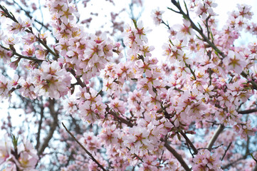 Blossoming almond tree branches, the background blurred.