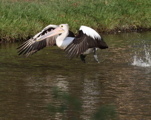 Pelican taking off on sunny afternoon