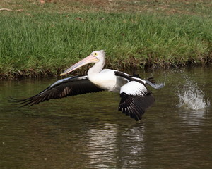 Fototapeta na wymiar Pelican taking off on sunny afternoon