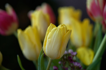 Close up of yellow form of Tulipa gesneriana flower. Known as a Didier's tulip or garden tulip. Yellow tulip flower on a blurry background.