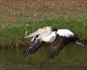 Pelican taking off on sunny afternoon