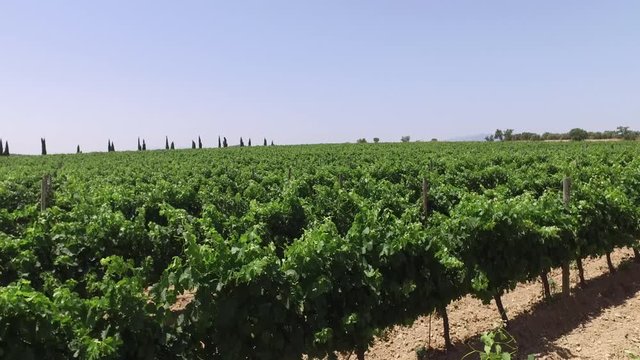 Vi&ntilde;edo