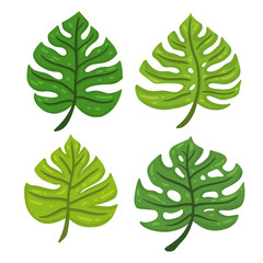 Cartoon set of tropical leaves Monstera. Design element. Vector illustration isolated on a white background.