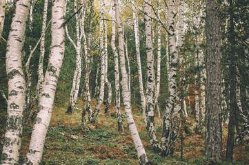 Hiking through birch forest, nature birch wood landscape