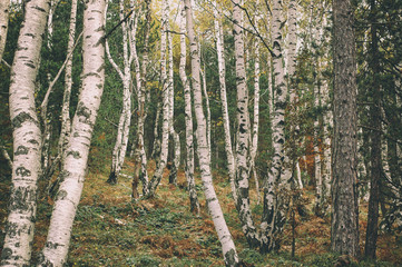 Naklejka premium Hiking through birch forest, nature birch wood landscape