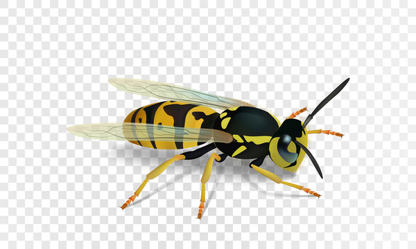 Realistic vector wasp isolated on transparent background