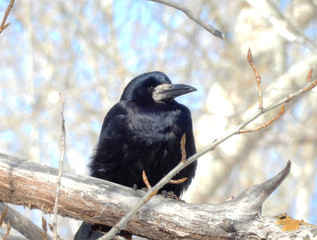 On a winter day, a black crow sits on a tree branch.
