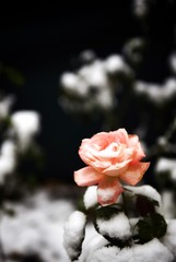 ピンクのバラと積雪