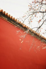 雪後の柿と故宮の赤い壁