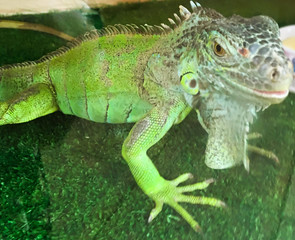 green lizard in a cage in the zoo. contact zoo for children.