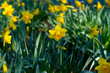 Fototapeta premium Field with bright yellow (Narcissus). Shallow dof and natural light.