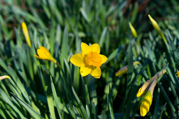 Obraz premium Field with bright yellow (Narcissus). Shallow dof and natural light.