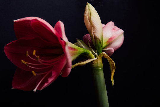 Close up of a red amaryllis. Amaryllis flowers on black background. Garland bokeh on background. For Wallpaper, E-card, Postcard or greeting cards.