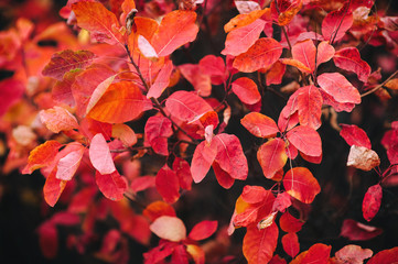 Red autumn leaves of barberry. Background from branches of a bush close-up. Natural texture, copy space.
