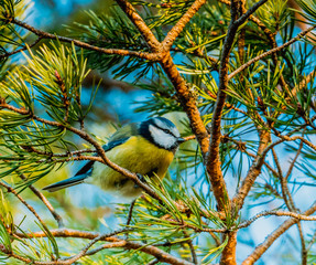 Modraszka zwyczajna, modraszka, sikora modra, Cyanistes caeruleus © Dreamnordno