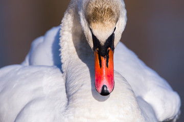 Beak of a Mute Swan (Cygnus Olor) close up bird front portrait