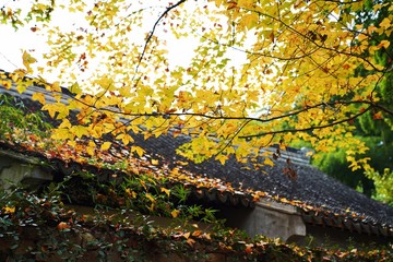 蘇州天平山の紅葉と瓦屋根