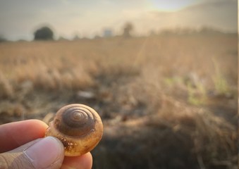 snail in a hand