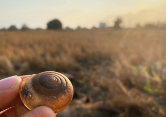 Hand holding a Shell